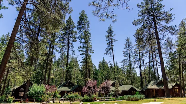 Eine Lodge mit mehreren Hütten, umgeben von hoch aufragenden Kiefern.