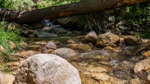 Un ruisseau bordé de rochers et traversé par un arbre abattu, dans une zone boisée.