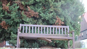 A wooden bench in front of a large tree with dense foliage. - 3. standard double room (Lena) in a quiet location in Görlitz (Görlitz)
