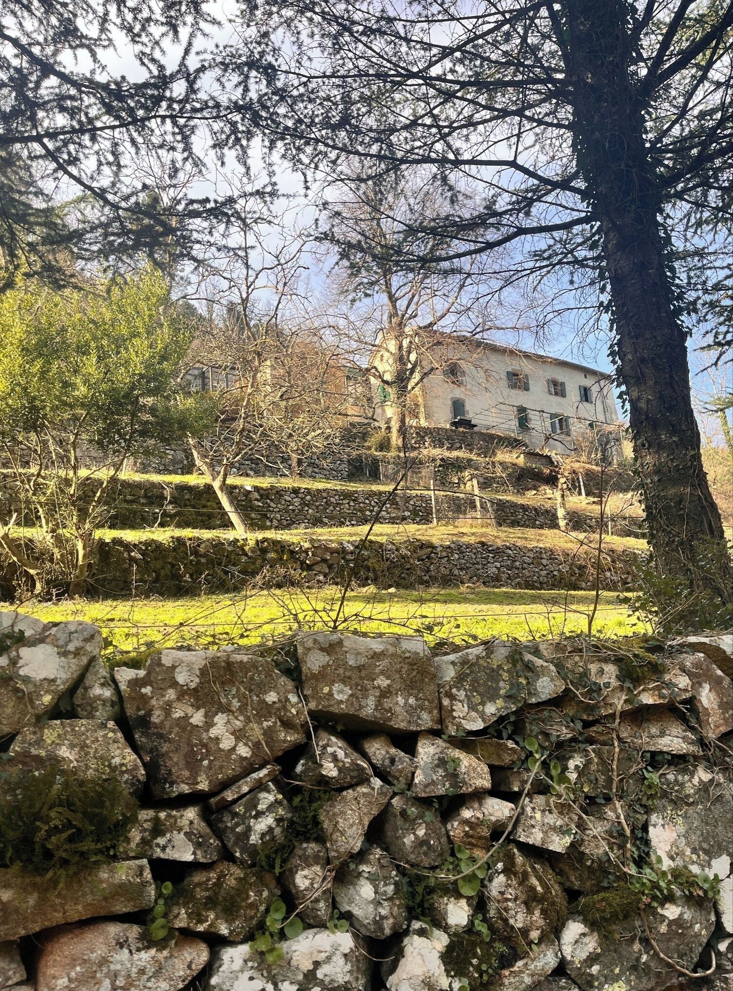 A stone wall, a tree, and a building in the background.