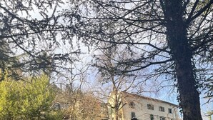 Um muro de pedra, uma árvore e um edifício ao fundo.