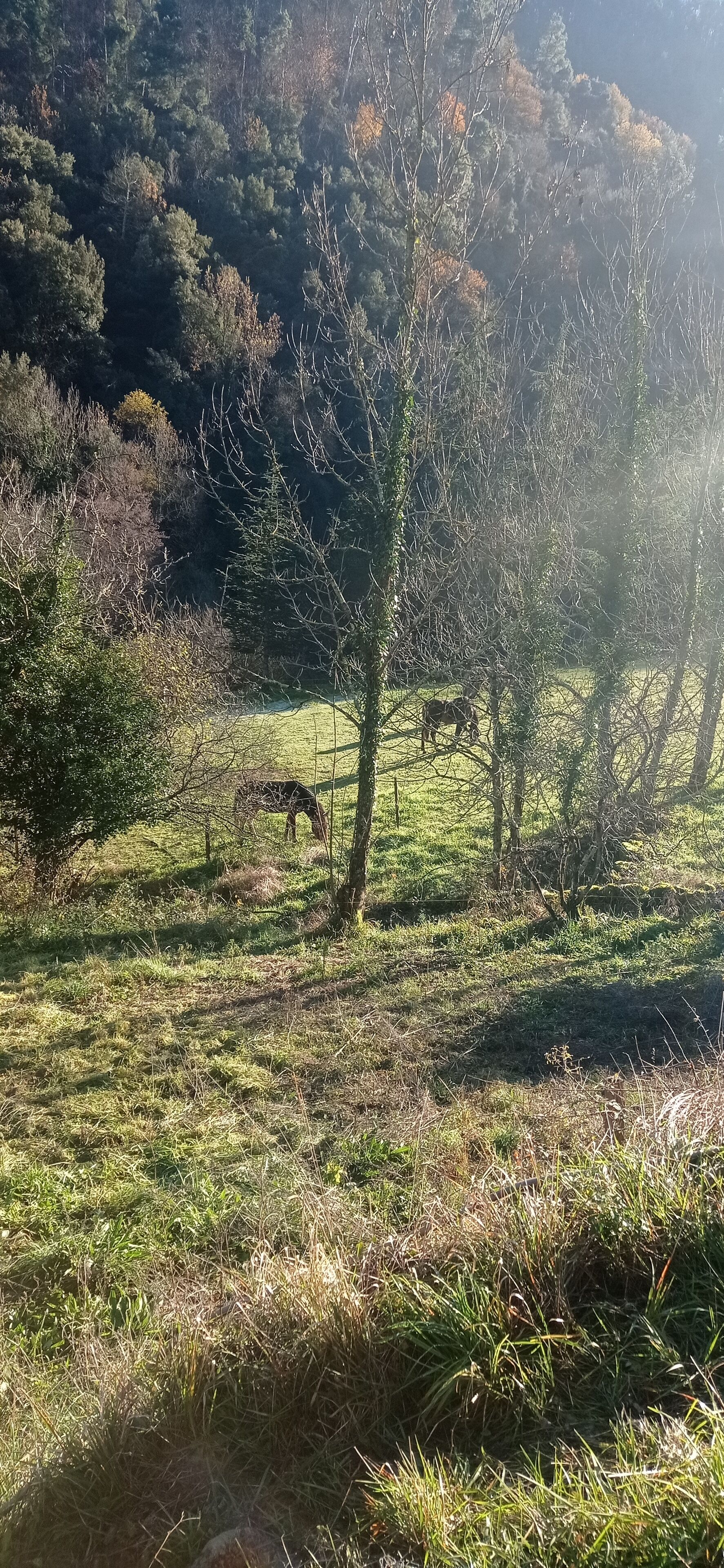 Un campo cubierto de hierba con árboles y un caballo pastando.