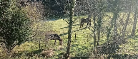 Un campo cubierto de hierba con árboles y un caballo pastando.