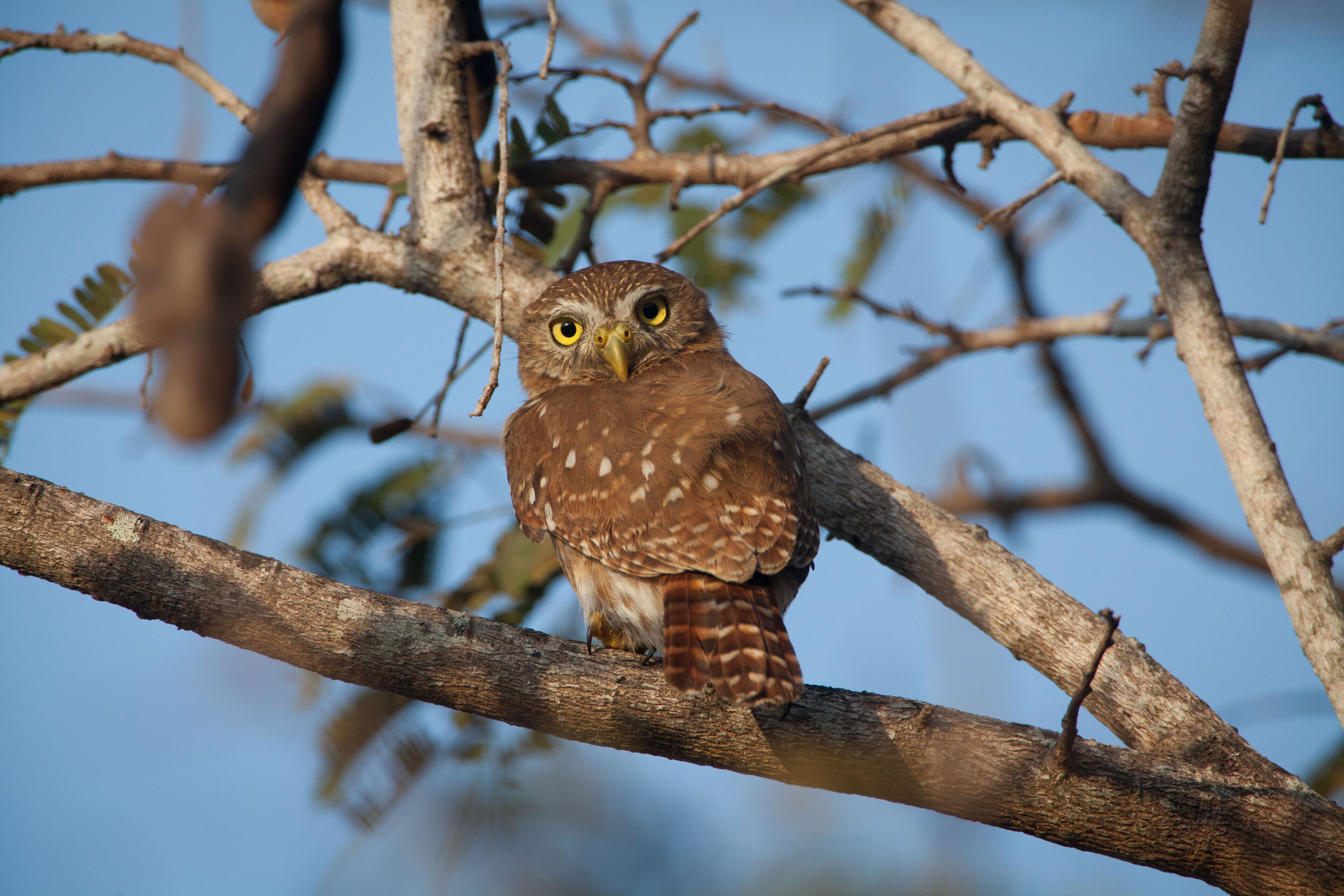 An owl perched on a branch.