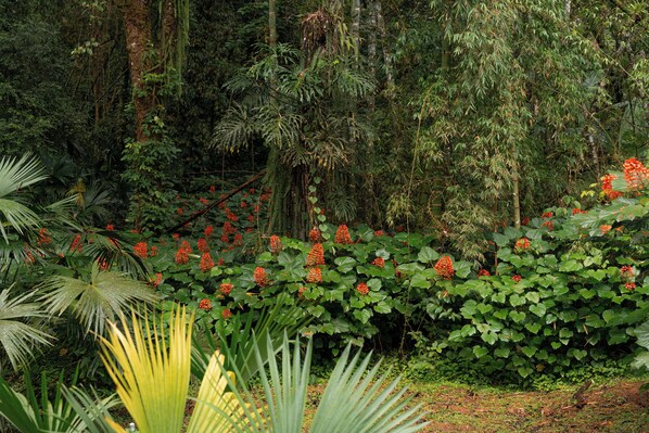 Une forêt dense, peuplée de différentes espèces de plantes et d’arbres verts, avec, au premier plan, un groupe de fleurs rouges particulièrement visible.