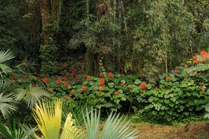 Bosque denso con diversas plantas y árboles verdes, incluyendo un grupo destacado de flores rojas en primer plano.