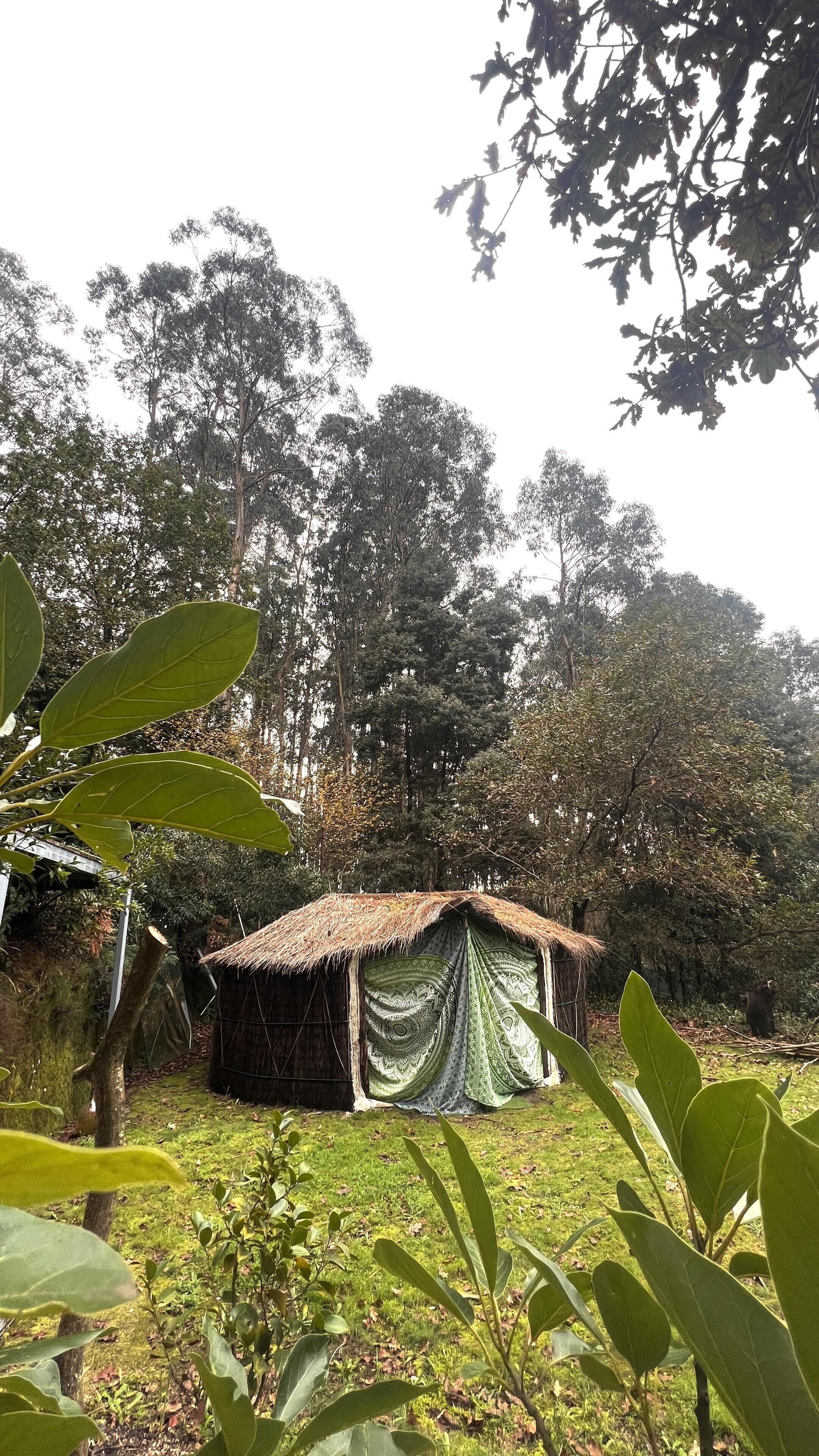 A rustic hut with a thatched roof, surrounded by dense forest.