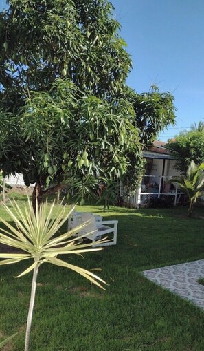 A lush garden with a large tree bearing fruit, a white bench, and a house in the background.