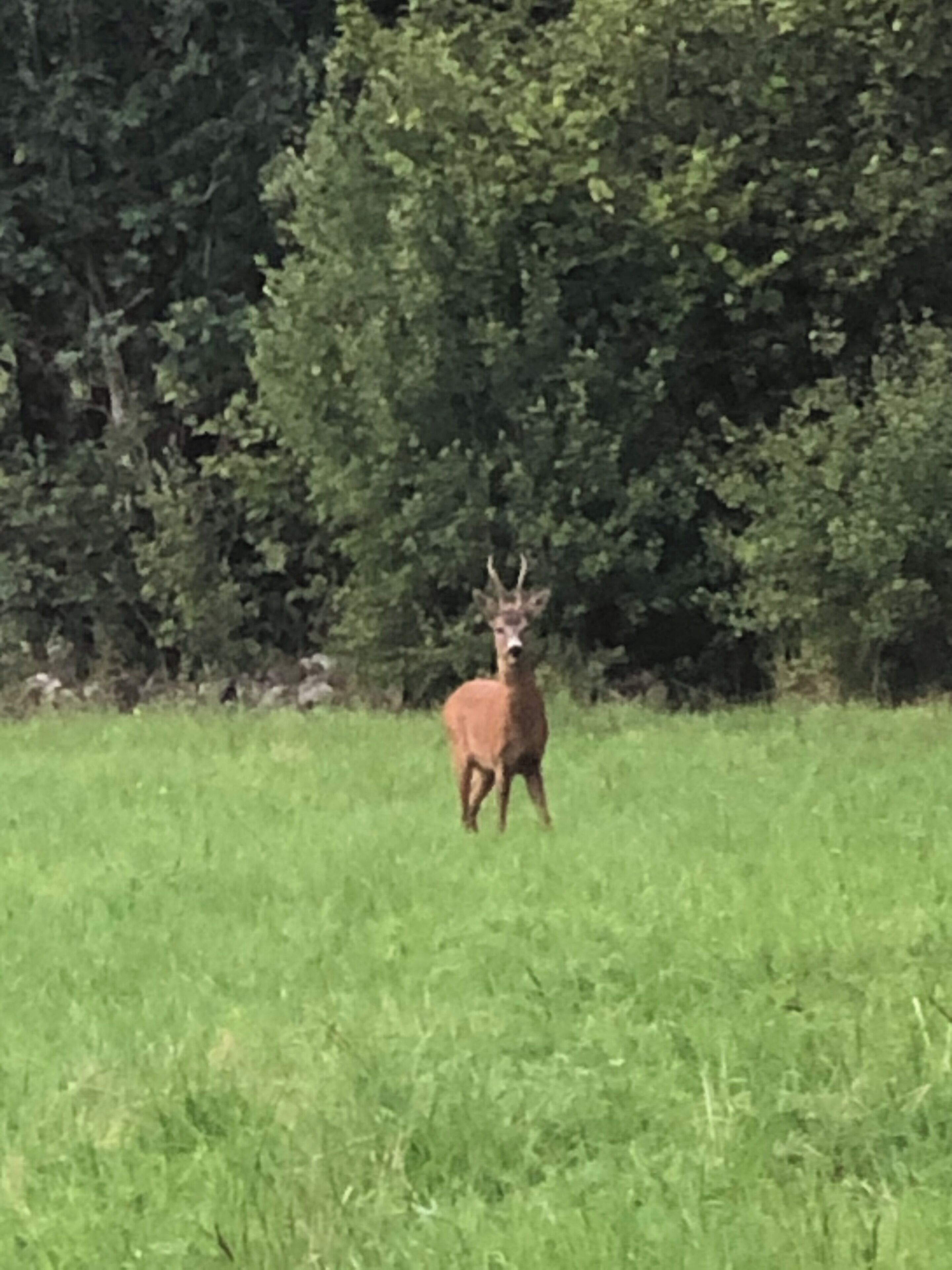 Un ciervo en un campo de hierba con árboles frondosos al fondo.