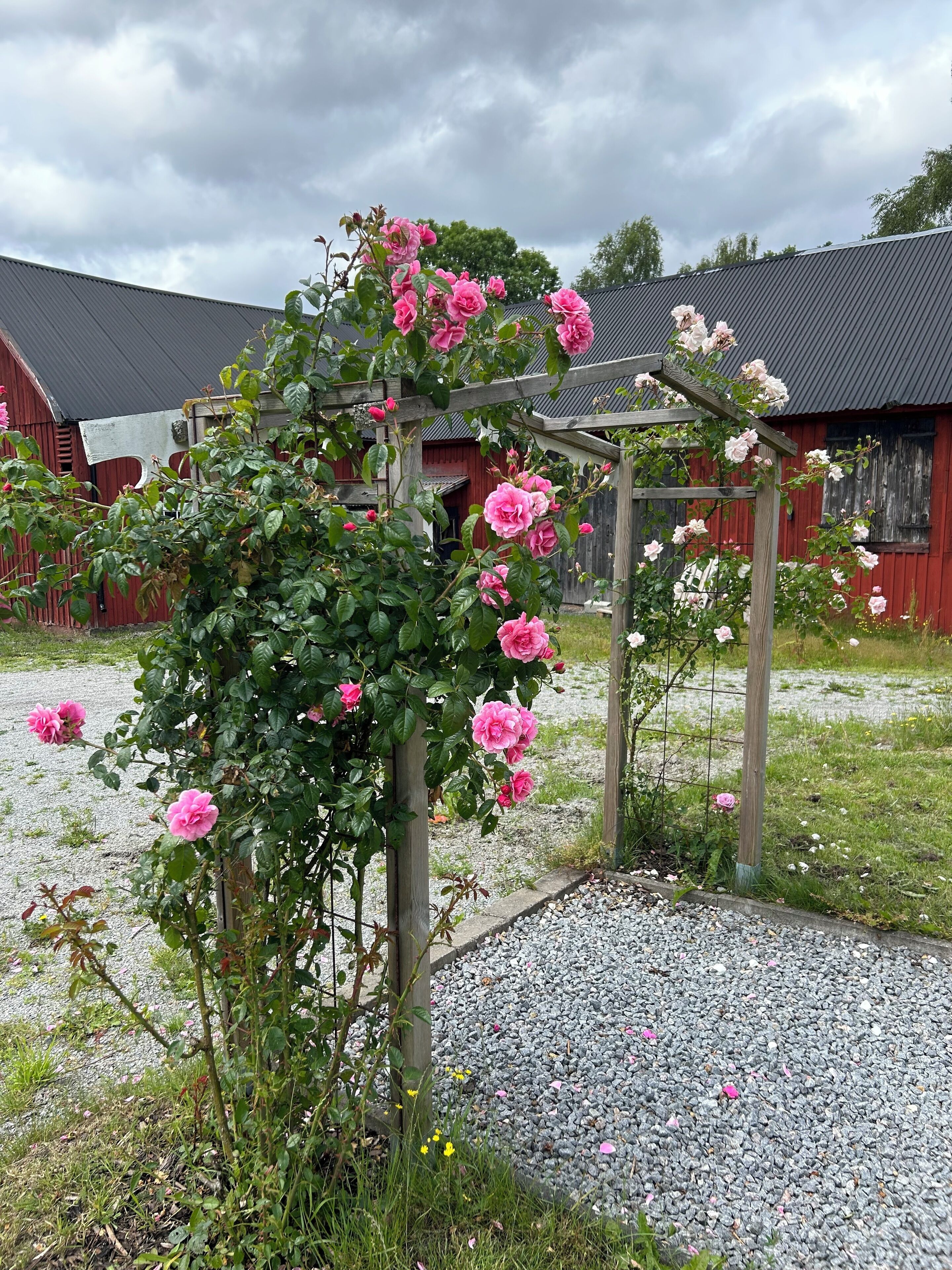 A garden with rose bushes and a wooden pergola.