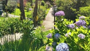 A garden pathway with hydrangea bushes and a sign. - Pousada Medeiros  (Monte Verde)