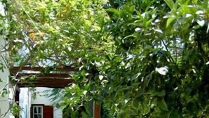 A narrow stone-paved alley with potted plants on either side, leading to a white door. - Villa Pinelopi (Mykonos)