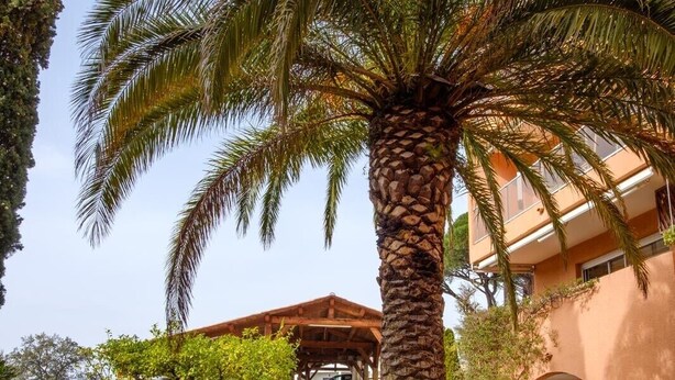 A palm tree in a courtyard with a stone wall, a covered walkway, and a building with an arched entrance. - Beautiful apartment with sea view and quiet (Sainte-Maxime)
