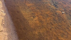 Un lago transparente con orilla de arena y árboles al fondo.