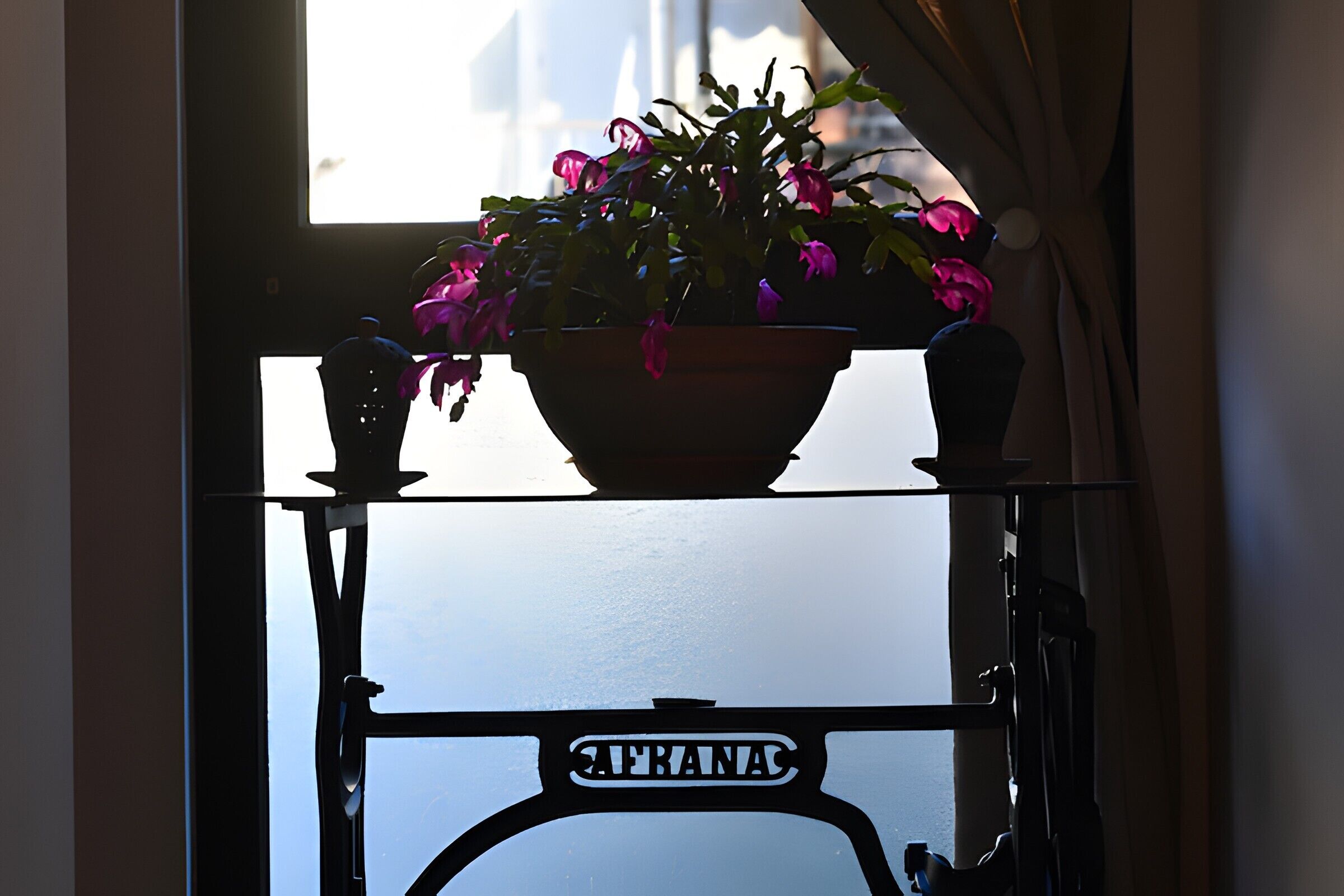 Une plante en pot, posée sur une étagère en verre dont l’armature est en métal, avec l’inscription « AFRANAC » en arrière-plan.