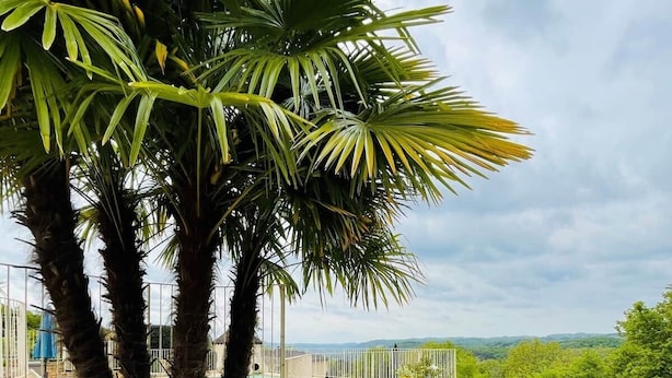 Un espace aménagé avec des palmiers, un sentier en pierre et une piscine.