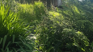 Una cabaña rústica rodeada de abundante vegetación y árboles.