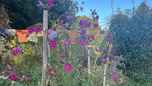 A garden with various plants and flowers, including tomatoes and marigolds. - Vacation home near the lake, ideal for families (Montferrat)