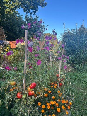 A garden with various plants and flowers, including tomatoes and marigolds. - Vacation home near the lake, ideal for families (Montferrat)