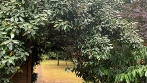 A pathway through a garden with dense foliage on either side. - The Bungalow Birmingham NEC Airport Bullring (Birmingham)