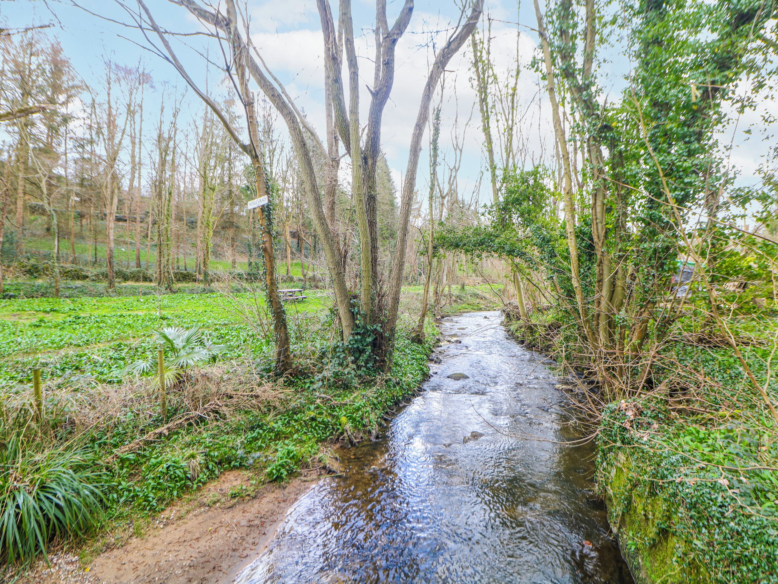 A natural stream with trees and greenery.