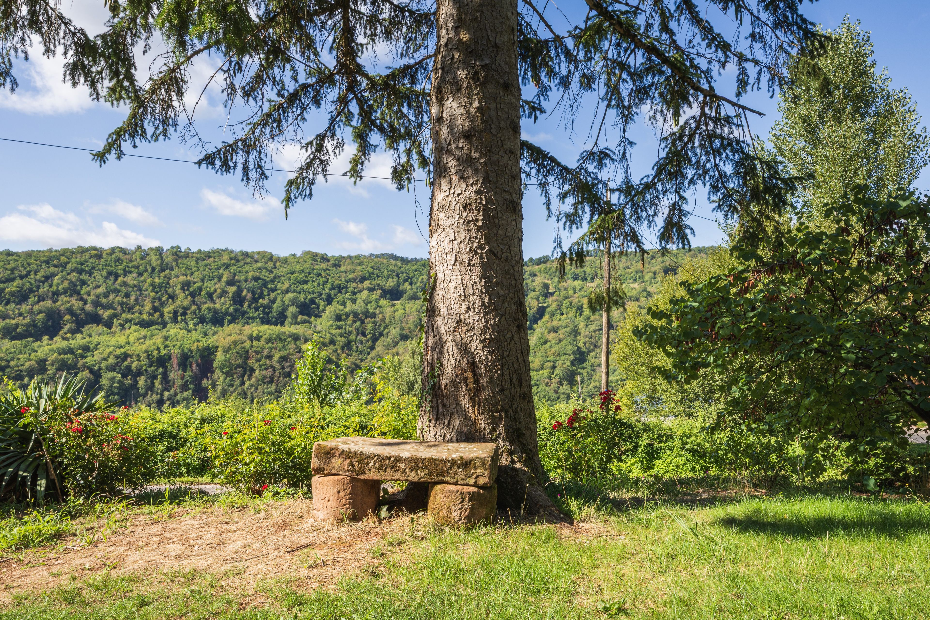 A stone bench under a large tree in a grassy area with a view of a forested hillside.