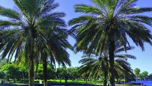 A pathway lined with palm trees and a body of water in the background. - Beautifully restored early-1900s Church. In Historic District + Pet Friendly (Tarpon Springs)