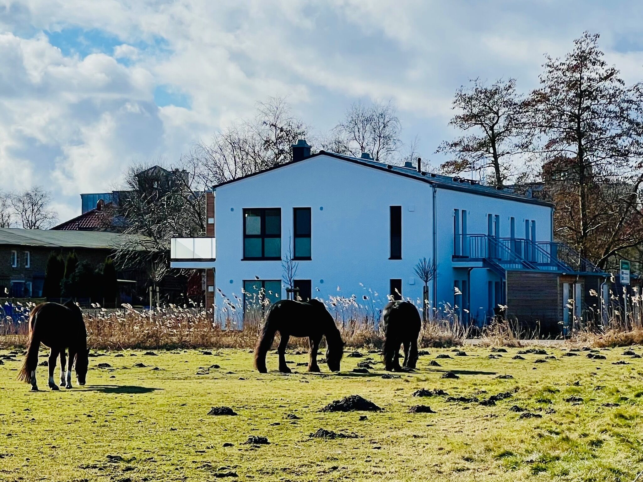 A modern building with a flat roof and large windows, surrounded by a grassy field with horses grazing.