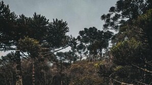 Una cabaña de paredes de vidrio, rodeada de bosque.