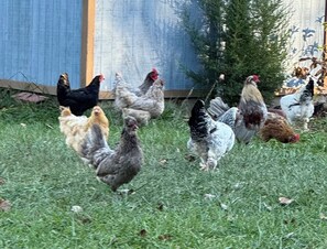 Miscellaneous - Relaxing Country Stay Hobby Farm Horses and 3 Miles from the beach and shopping (South Haven)