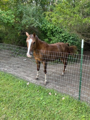 Miscellaneous - Relaxing Country Stay Hobby Farm Horses and 3 Miles from the beach and shopping (South Haven)