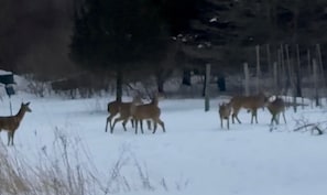 A group of deer in a snowy field with trees and a fence in the background.