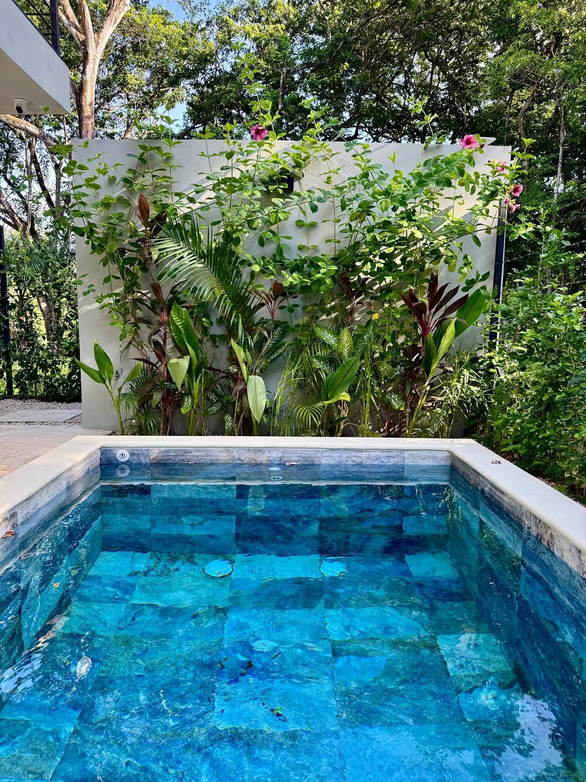 A swimming pool with clear blue water, surrounded by lush greenery and a white wall.