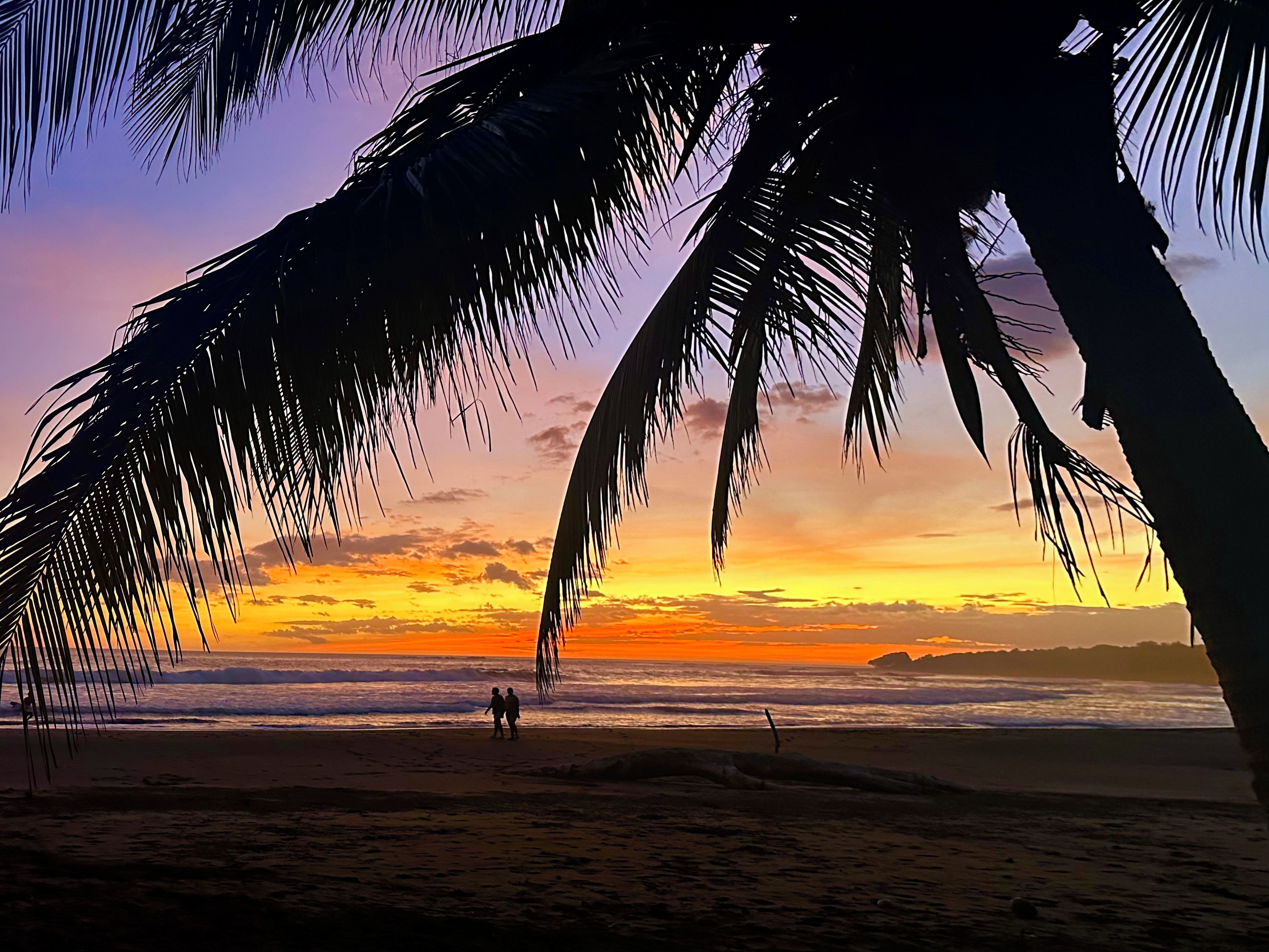 A beach scene with palm trees and a sunset.