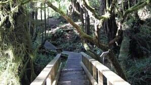 A wooden bridge in a forested area with moss-covered trees and a wooden walkway. - Seaside Ucluelet Hotel (Ucluelet)