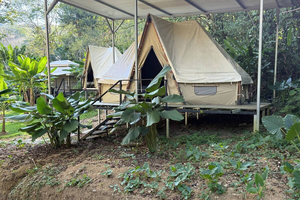 A campsite with two tents, a wooden staircase, and surrounding vegetation.