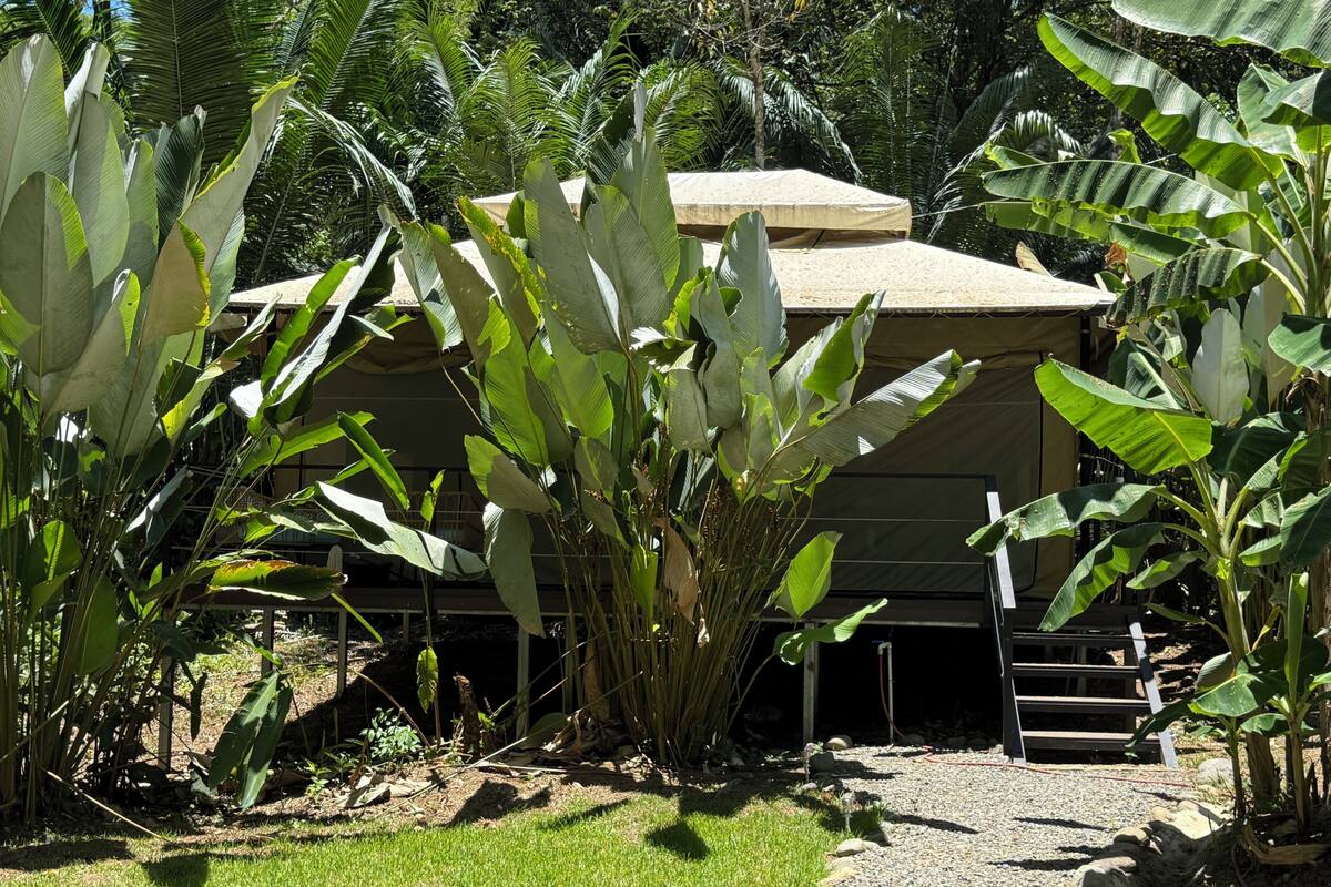 A garden with large banana plants and a building with a flat roof.