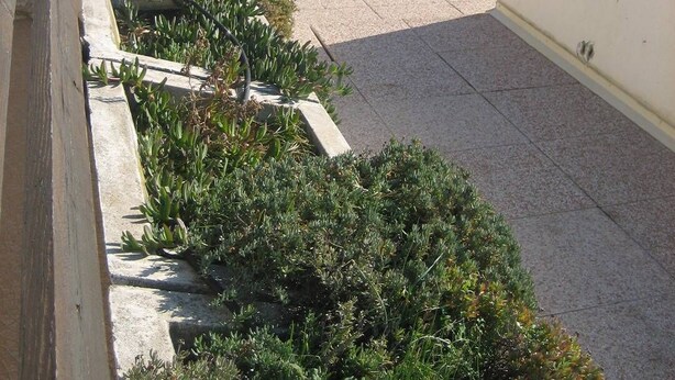 Une terrasse sur le toit agrémentée de plantes en pot, d’un grand vase et offrant une vue sur la mer.