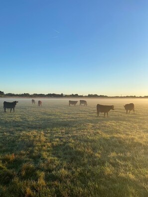 Un champ où des vaches paissent sous un ciel dégagé.