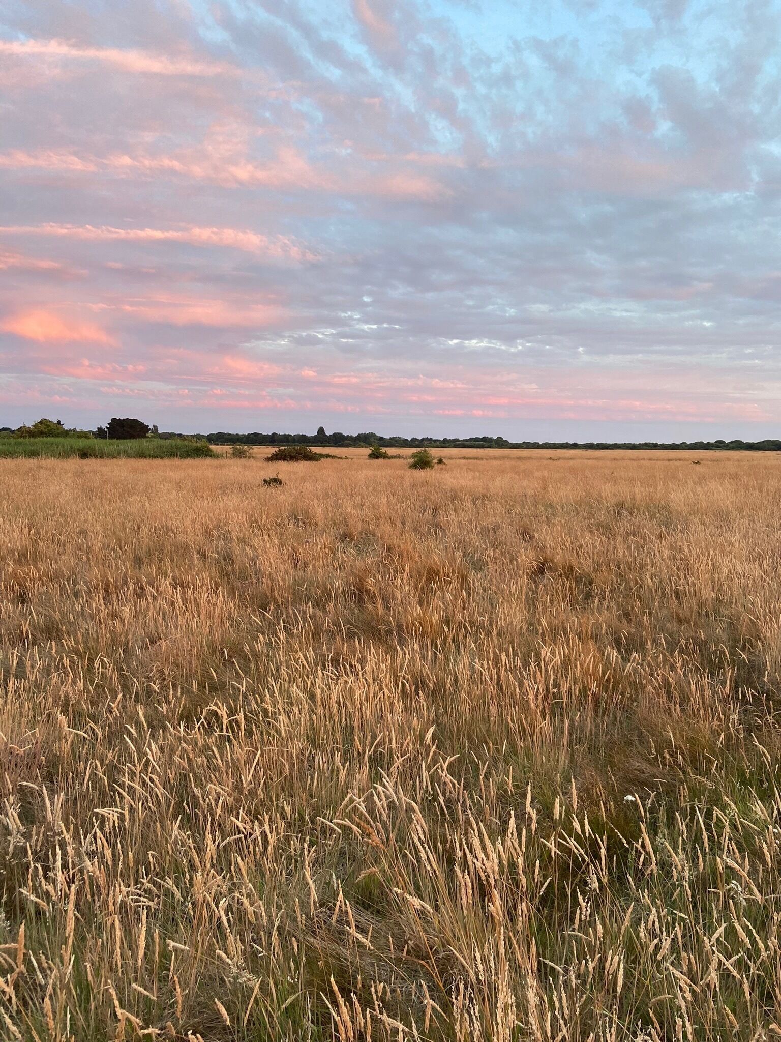 Un vaste champ, avec de hautes herbes et une ligne d’arbres à l’horizon, sous un ciel nuageux.