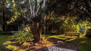 A tree in a garden with a stone pathway and a bench. - Amazing 5-bedroom farmhouse in quaint Rolling Hills Estates with AC and nature! (Rolling Hills Estates)