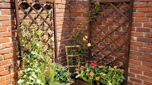 En mur av tegelstenar med träspaljéer som stödjer klätterväxter och blomlådor med olika sorters blommor.