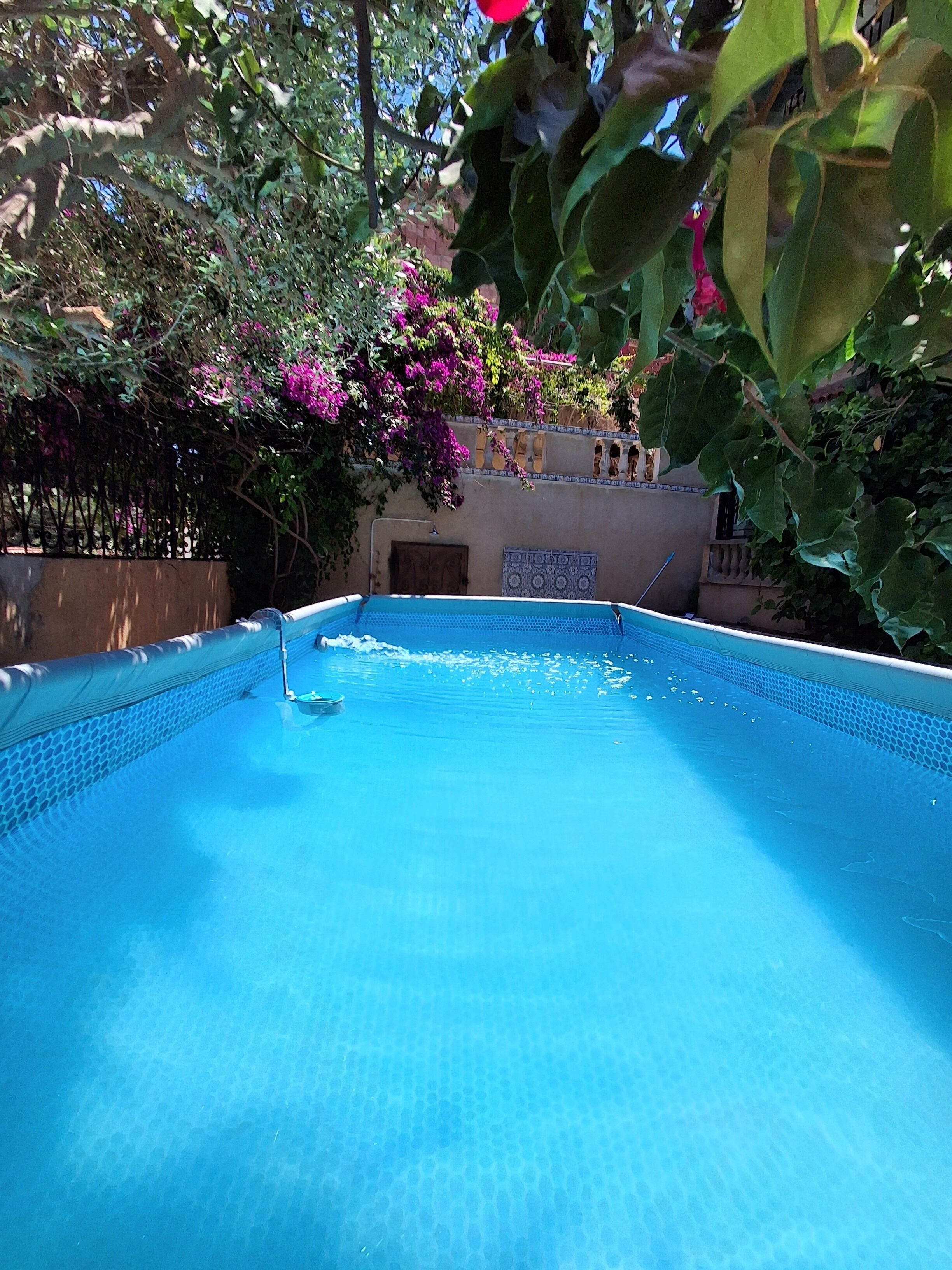A swimming pool with a tiled edge, surrounded by lush greenery and flowering plants.