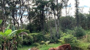 A horse in a natural setting with dense foliage and trees. - Jungle Lux Cabin - Private Retreat w/ AC & WiFi (Keaau)