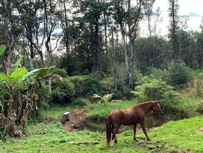 Un caballo en un entorno natural, con abundante follaje y árboles.