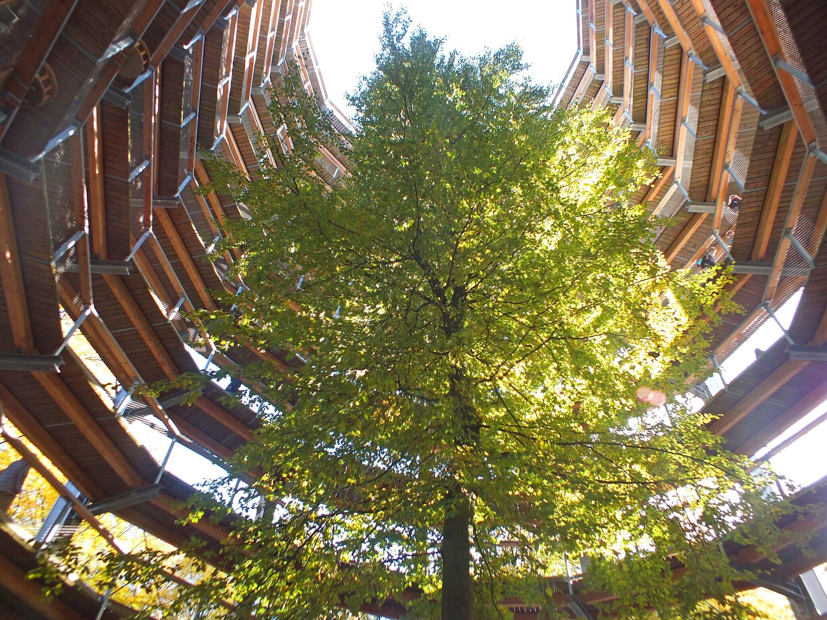 Ein Baum im Zentrum eines Gebäudes mit einem einzigartigen architektonischen Design, das geschwungene Holzbalken und Metallgitter aufweist.