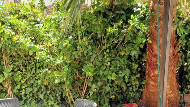An outdoor patio with a table and chairs, surrounded by lush greenery and a palm tree. - Nice Apartment in Natura World, Almeria (Vera)