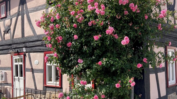 Une maison traditionnelle à colombages, avec un rosier devant.