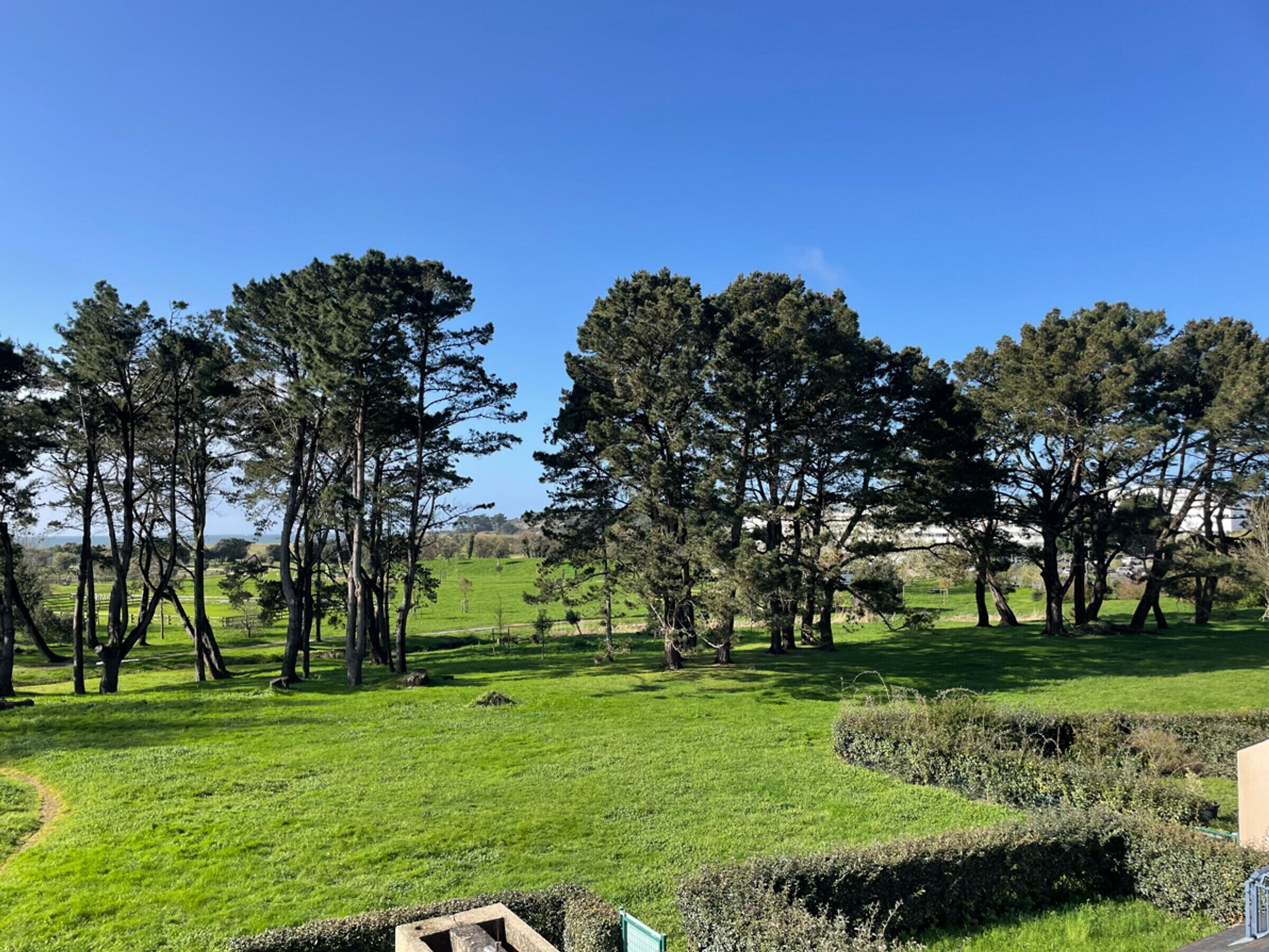 A grassy field with trees and a clear blue sky.