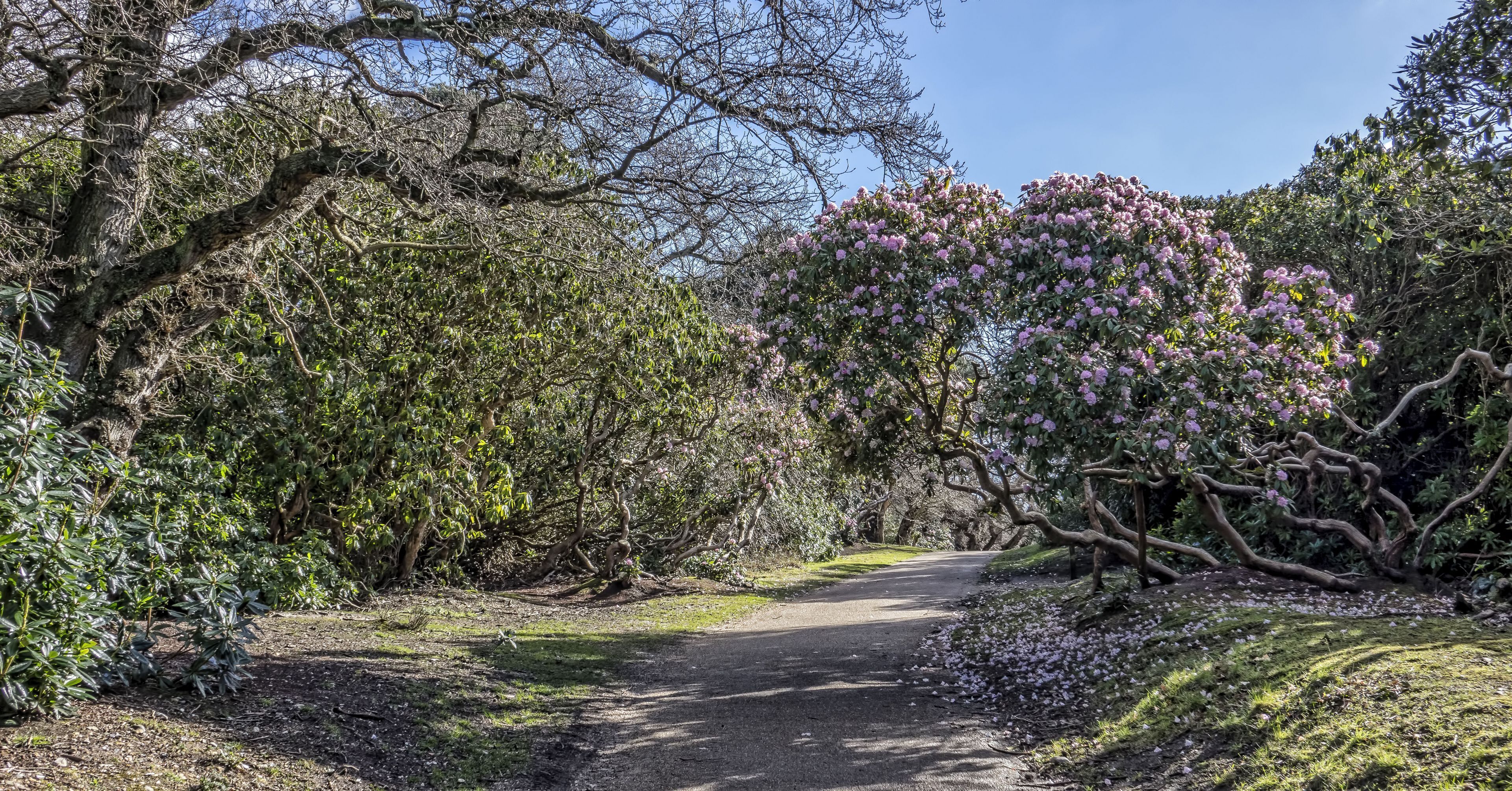 A paved pathway surrounded by dense foliage and flowering trees.